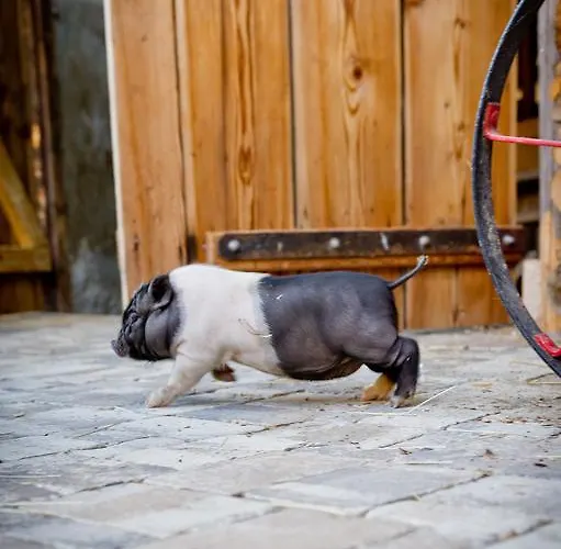 Bauernhof Liendl Keutschach am See